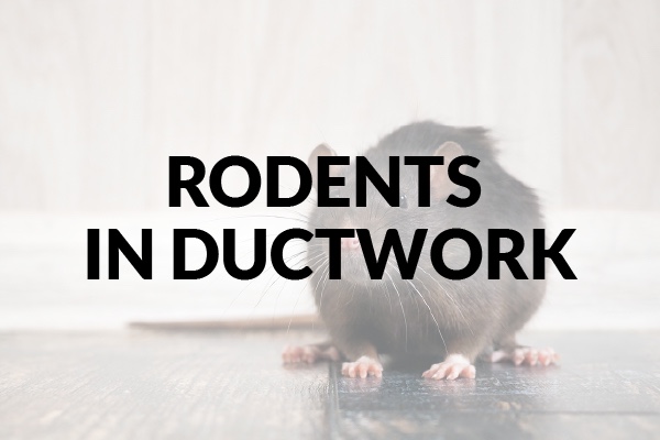 A mouse with the words, "rodents in ductwork"